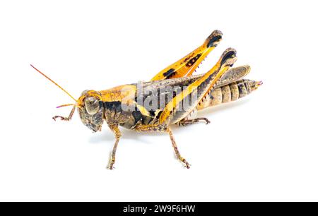 Keelers Spur Throat Grasshopper – Melanoplus keeleri – ein weit verbreiteter Grasshopper, der in den Vereinigten Staaten verbreitet ist. Dunkle Morph mit orangefarbenem Farbton Stockfoto