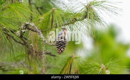 Östliche Blauvögel - Sialia sialis - Junges Junges auf langem Blatt Kiefernkegel Kiefernnadeln und Himmelshintergrund, Federdetail, Augen im Fokus, Stockfoto