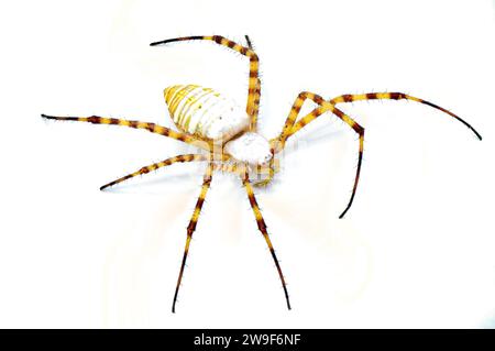 Wildbändige Gartenkugel webende Weberspinne - Argiope trifasciata - helle Farbmorph ohne schwarze Bänder am Bauch. Gelb-orange-rote Färbung. Iso Stockfoto