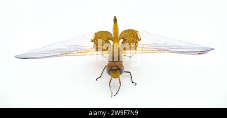 Carolina Satteltaschen Drachenfliege oder Drachenfliege - Tramea carolina - ein häufiges fliegendes Insekt während der Sommertage. Makroaufnahme mit extremen Details ist Stockfoto