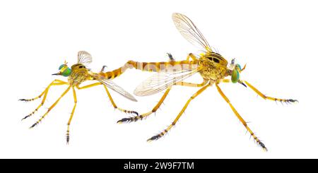 Paarungspaar männliche und weibliche Räuberfliege Räuberfliegen oder Räuberfliegen - Diogmites esuriens - in der Familie Asilidae isoliert auf weißem Hintergrund Seite pro Stockfoto