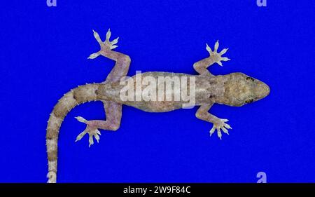 Tropischer, afroamerikanischer oder kosmopolitischer Hausgecko - Hemidactylus mabouia - eine gemeinsame parthenogene Eidechse, isoliert auf hellblauen Hintergrunddoren Stockfoto