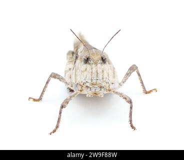 Orange geflügelte Grasshopper - Pardalophora Phoenicoptera - sehr großes graues Insekteninsekt mit blau orange gelb schwarz innen Farben des hinteren Beins Drumstic Stockfoto