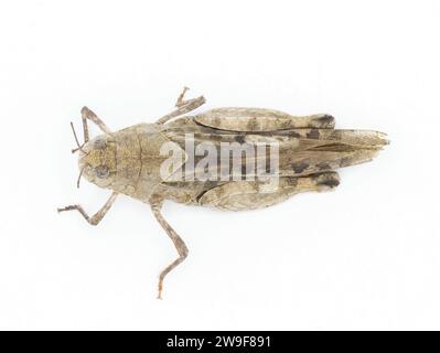 Orange geflügelte Grasshopper - Pardalophora Phoenicoptera - sehr großes graues Insekteninsekt mit blau orange gelb schwarz innen Farben des hinteren Beins Drumstic Stockfoto