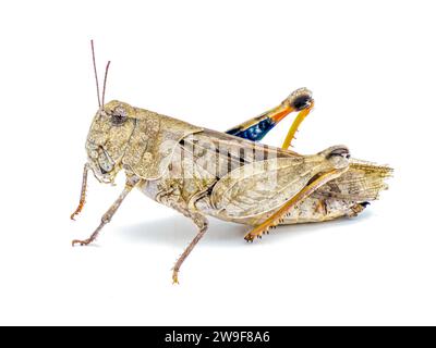 Orange geflügelte Grasshopper - Pardalophora Phoenicoptera - sehr großes graues Insekteninsekt mit blau orange gelb schwarz innen Farben des hinteren Beins Drumstic Stockfoto