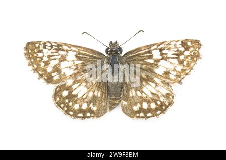 Gewöhnlicher weißer karierter Skipper Schmetterling - Burnsius albezens - früher bekannt als Burnsius albescens und Pyrgus albescens isoliert auf weißem Hintergrund Stockfoto