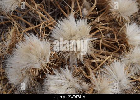 Wüste Pflanze Stockfoto