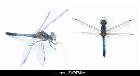 Erythrodiplax minuscula, die kleine blaue Drache, ist eine Skimmer-Art aus der Libellulidae-Familie, isoliert auf weißem Hintergrund zwei Makr Stockfoto