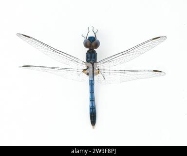 Erythrodiplax minuscula, die kleine blaue Drache, ist eine Art von Skimmer aus der Libellulidae-Familie, die auf weißen Doren isoliert ist Stockfoto