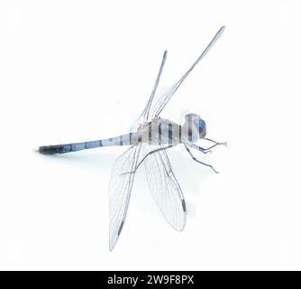 Erythrodiplax minuscula, die kleine blaue Drache, ist eine Skimmer-Art aus der Libellulidae-Familie, isoliert auf weißem Hintergrund pro Stockfoto