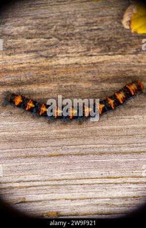 Lasiocampa quercus Familie Lasiocampidae Gattung Lasiocampa Eiche Eiche Eggar Motte raupe wilde Natur Insekten Tapete, Bild, Fotografie Stockfoto