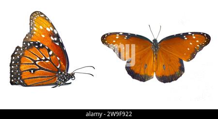 Erwachsene Queen Schmetterling - Danaus gilippus - orange, schwarze Streifen und weiße Punkte oder Flecken mit Kopierraum isoliert auf weißem Hintergrund zwei Ansichten Stockfoto