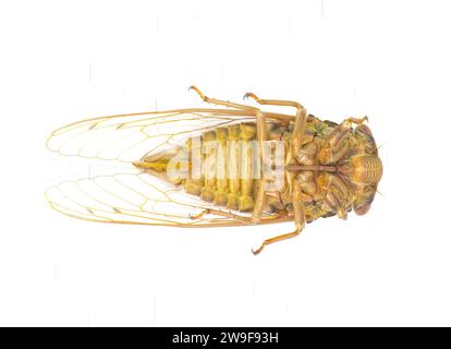 Sehr große Resonant Cicada oder Südkiefer Barrens cicada Fly - Megatibicen resonans - ein lautes Insekt am Ende des Sommers im Südosten von United Stat Stockfoto