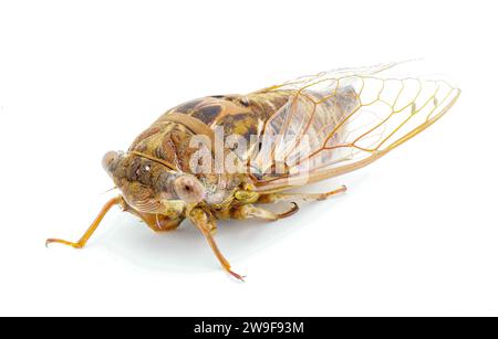 Sehr große Resonant Cicada oder Südkiefer Barrens Cicada Fly - Megatibicen Resonans - lautes Insekt am Ende des Sommers im Südosten der USA Stockfoto