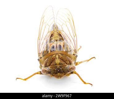 Sehr große Resonant Cicada oder Südkiefer Barrens Cicada Fly - Megatibicen Resonans - lautes Insekt am Ende des Sommers im Südosten der USA Stockfoto