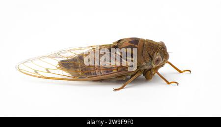 Sehr große Resonant Cicada oder Südkiefer Barrens cicada Fly - Megatibicen resonans - ein lautes Insekt am Ende des Sommers im Südosten von United Stat Stockfoto