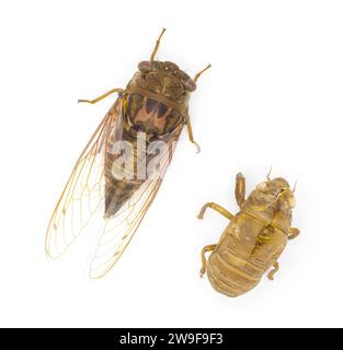 Sehr große Resonant Cicada oder Südkiefer Barrens cicada Fly - Megatibicen resonans - ein lautes Insekt am Ende des Sommers im Südosten von United Stat Stockfoto