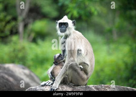 Ein Langur-Baby, das sich an seiner schützenden Mutter festhält Stockfoto