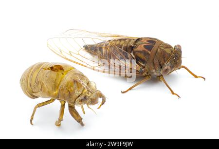 Sehr große Resonant Cicada oder Südkiefer Barrens Cicada Fly - Megatibicen Resonans - ein lautes Insekt am Ende des Sommers in Florida. Mit Exsudat. i Stockfoto