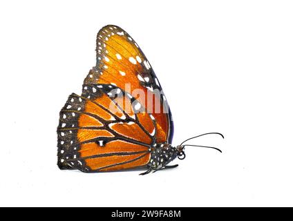 Erwachsene Queen Schmetterling - Danaus gilippus - orange, schwarze Streifen und weiße Punkte oder Flecken. Seitenprofilansicht mit Kopierraum isoliert auf weißem Hintergrund Stockfoto