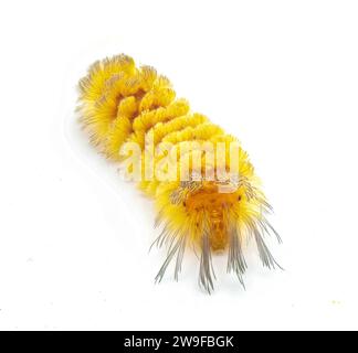 Unerwartete Cycnia Tiger Moth caterpillar – Cycnia inopinatus – USA. Orangegelbe Haarbüschel mit langen dunkelschwarzen Strängen am Kopf Stockfoto