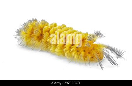 Unerwartete Cycnia Tiger Moth caterpillar – Cycnia inopinatus – USA. Orangegelbe Haarbüschel mit langen dunkelschwarzen Strängen am Kopf Stockfoto