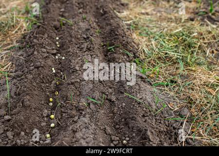 Erbsensamen im Garten im Frühjahr. Erbsen auf einem umweltfreundlichen Bauernhof anpflanzen Stockfoto