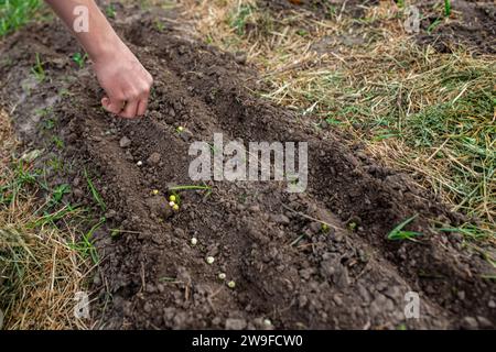 Bauernhandpflanzung Erbsensamen in fruchtbaren Boden im Frühjahr Stockfoto