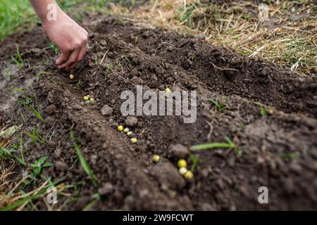 Bauernhandpflanzung Erbsensamen in fruchtbaren Boden im Frühjahr Stockfoto