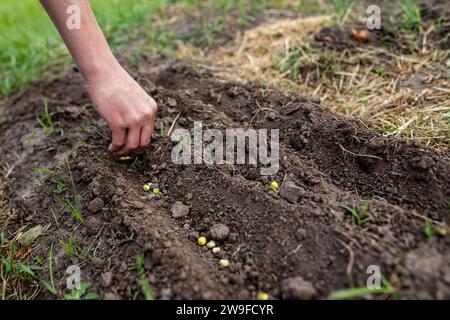 Bauernhandpflanzung Erbsensamen in fruchtbaren Boden im Frühjahr Stockfoto