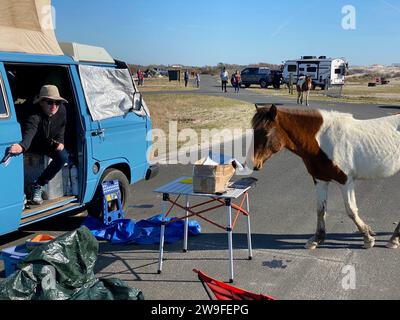 Brandy Meyers aus Philadelphia duckt sich in ihren Wohnwagen, als sich ein wildes Pferd ihrem Campingplatz an der Assateague Island National Seashore nähert. Stockfoto