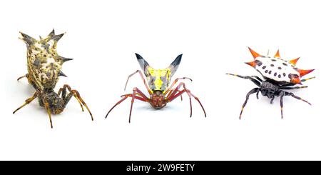 Drei Kugelweberspinnen mit scharfen Stacheln oder Stacheln, die in Florida gefunden wurden. Castleback Orbweaver - Micrathena gracilis, Pfeilform - Micrathena sagittata Stockfoto