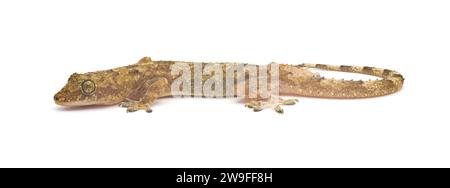 Tropischer, afroamerikanischer oder kosmopolitischer Hausgecko - Hemidactylus mabouia - eine verbreitete parthenogene Eidechse, die sich auf der ganzen Welt verbreitet hat. Isol Stockfoto