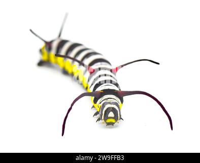 Queen Butterfly caterpillar – Danaus gilippus – zeigt Querstreifen in Blau, Grün, Gelb, weiß und schwarz-braun sowie drei Antennensätze Stockfoto