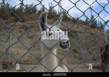 Lama hinter dem Zaun Stockfoto