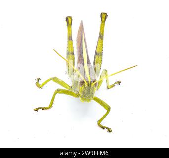 Obskure Vogelscheuche - Schistocerca obscura - mit tollen Details grün, gelb und braun Insekten mit gelbem Rückenstreifen, gestreiften Augen, kurzer Antenne Stockfoto