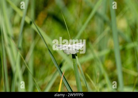 Siona lineata Familie Geometridae Gattung Siona Schwarze Adern Motte wilde Natur Insekten Tapete, Bild, Fotografie Stockfoto