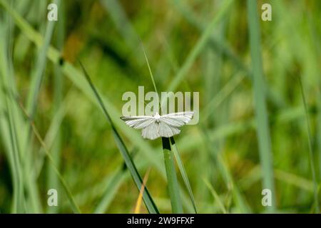 Siona lineata Familie Geometridae Gattung Siona Schwarze Adern Motte wilde Natur Insekten Tapete, Bild, Fotografie Stockfoto