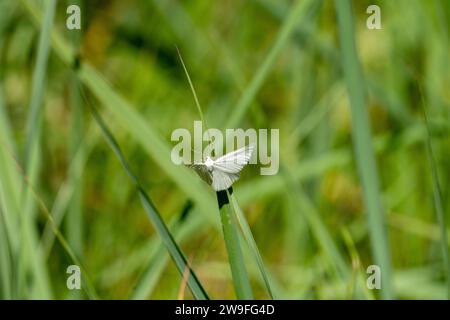 Siona lineata Familie Geometridae Gattung Siona Schwarze Adern Motte wilde Natur Insekten Tapete, Bild, Fotografie Stockfoto