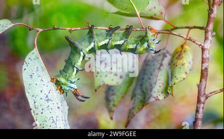 hickory Hörner Teufel - Citheronia regalis - raupenraupe Form von königlichen oder königlichen Walnussmotten, die kopfüber Blätter von amerikanischen Persimmonbäumen essen Stockfoto