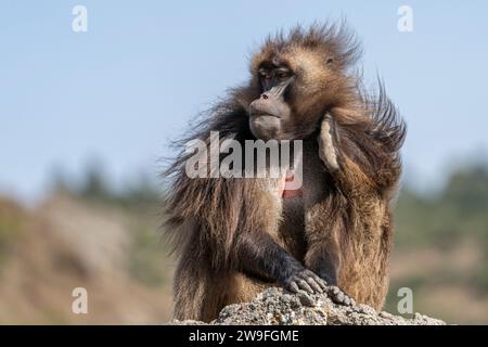 Alpha-Männchen des endemischen Tieres Gelada-Affen, Theropithecus gelada, Simien-Gebirge, Afrika, Äthiopien Stockfoto