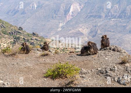 Eine Truppe von Gelada-Pavianen (Theropithecus gelada) in den Simien-Bergen in Äthiopien Stockfoto