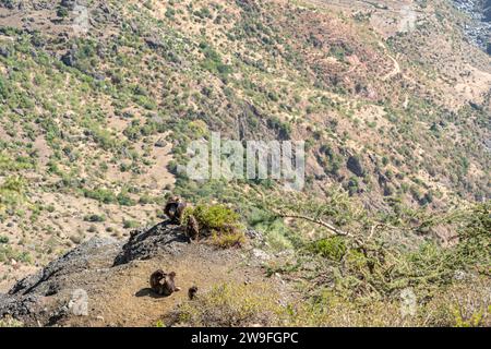 Eine Truppe von Gelada-Pavianen (Theropithecus gelada) in den Simien-Bergen in Äthiopien Stockfoto