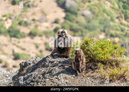 Eine Truppe von Gelada-Pavianen (Theropithecus gelada) in den Simien-Bergen in Äthiopien Stockfoto