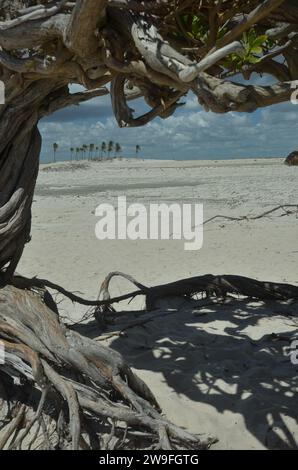 Palmen und Dünen, die durch den geschwungenen Stamm des „Árvore da Preguica“ (Faulheit-Baum oder Lounge-Baum) zu sehen sind, bekannt unter diesem Spitznamen, weil seine Wurzeln durch die starken Winde der Region geformt wurden, die den Eindruck erwecken, sich auf einer Seite zu entspannen. Es befindet sich in der Gemeinde Cruz, in Praia do Preá (PrEA-Strand), etwa 12 km vom berühmten Jericoacoara, Bundesstaat Ceara, Brasilien. Stockfoto