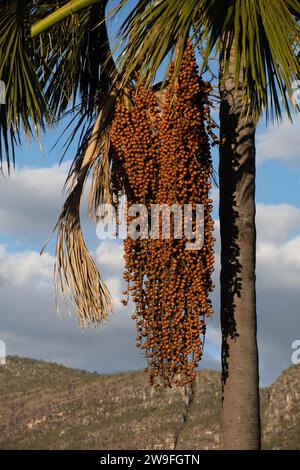 Der Buriti-Baum im Bundesstaat Maranhao im Nordosten Brasiliens, auch bekannt als Moriche Palm, Mauritia flexuosa, ITE Palm oder Ita, ist eine Palme und wächst in und in der Nähe von Sümpfen und anderen Feuchtgebieten des tropischen Südamerikas - die Früchte sind essbar, hat einen hohen Vitamin-C-Gehalt und wird zur Herstellung von Saft, Marmelade, Eis und einem fermentierten „Wein“ verwendet. Die Blütenknospen werden als Gemüse gegessen und der saft kann frisch oder fermentiert getrunken werden. Fäden und Kordeln werden lokal aus den Fasern des Baumes hergestellt. Stockfoto