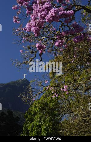 Handroanthus impetiginosus, der rosafarbene ipê, rosa Lapacho oder rosa Trompetenbaum (Portugiesisch - ipê-roxo), der aufgrund seines beeindruckenden und farbenfrohen Erscheinungsbildes in Landschaftsgärten, öffentlichen Plätzen und Boulevards weithin als Zierbaum gepflanzt ist - Christus der Erlöser Statue im Hintergrund. Rio de Janeiro, Brasilien. Stockfoto