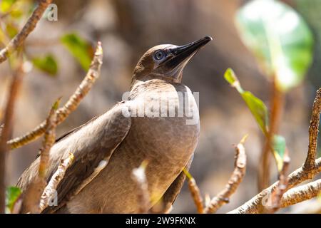 Young Brown Booby Sula leucogaster Stockfoto