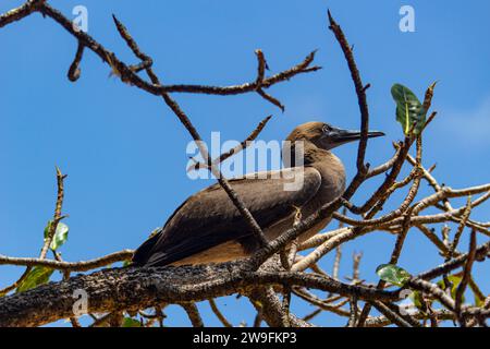 Young Brown Booby Sula leucogaster Stockfoto