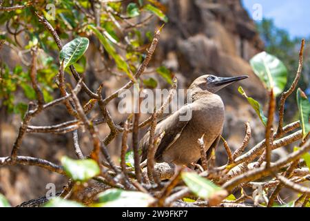Young Brown Booby Sula leucogaster Stockfoto